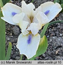Iris hort. Crystalline Entity