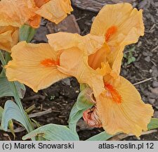 Iris hort. Torchy