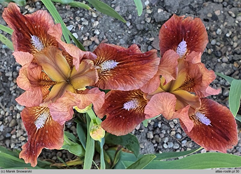Iris hort. Trusty Rusty