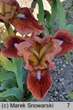 Iris hort. Trusty Rusty