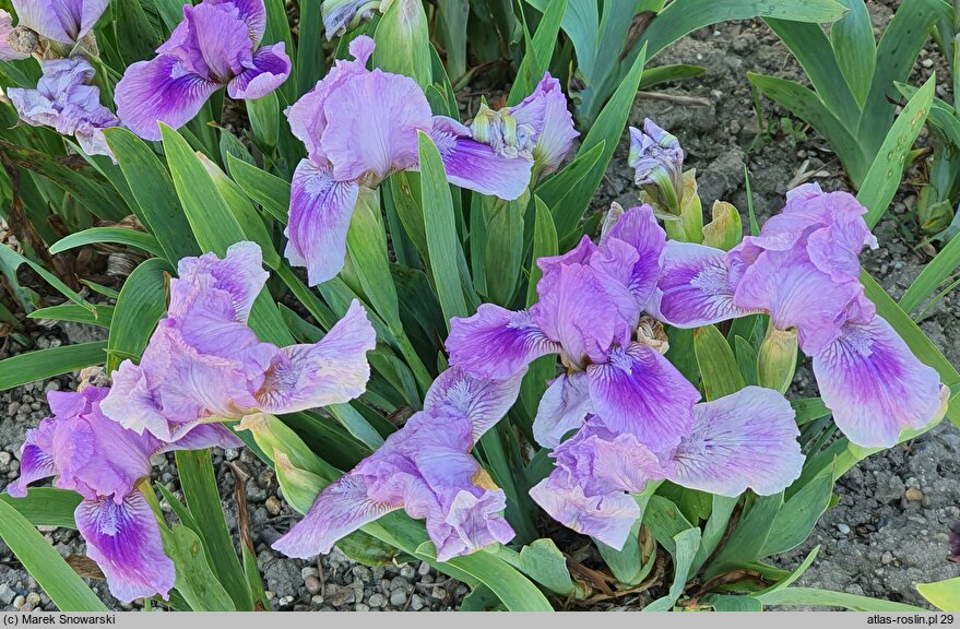 Iris hort. Little Dream