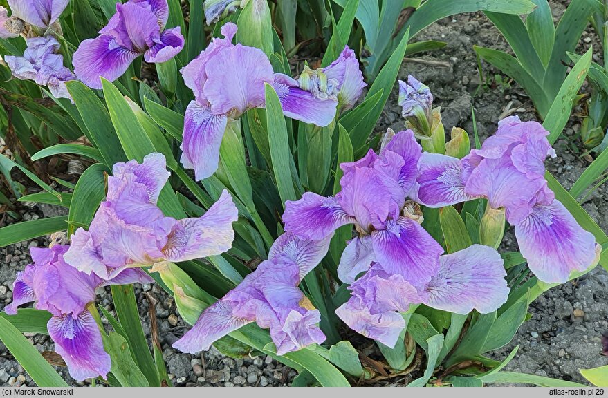 Iris Little Dream