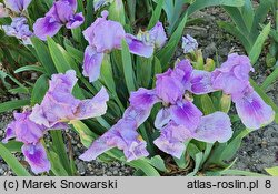 Iris hort. Little Dream