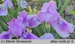 Iris hort. Little Dream
