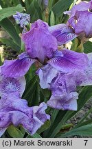 Iris hort. Little Dream