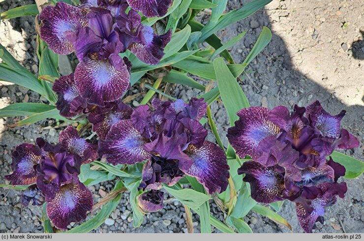 Iris hort. Hoodlum