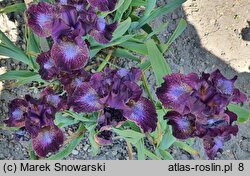 Iris hort. Hoodlum