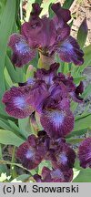 Iris hort. Hoodlum