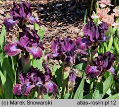 Iris hort. Hoodlum