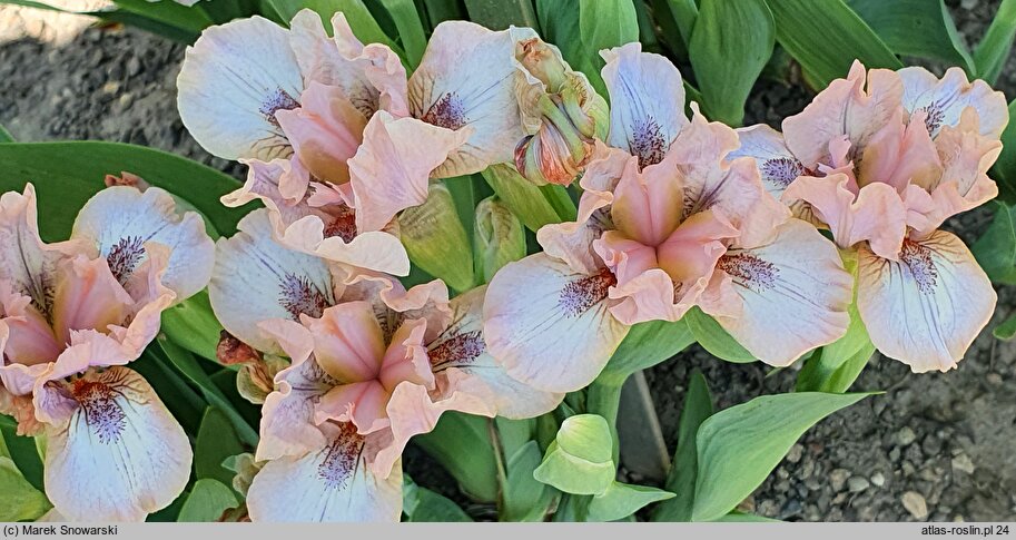 Iris hort. Bee's Knees