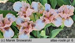 Iris hort. Bee's Knees