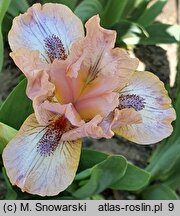 Iris hort. Bee's Knees