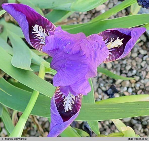 Iris hort. Lola