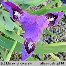 Iris hort. Lola
