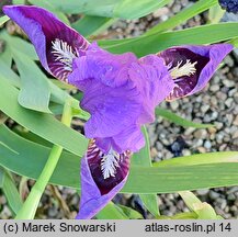 Iris Lola