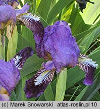 Iris hort. Lola