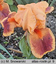 Iris hort. Pele