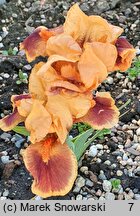 Iris hort. Pele
