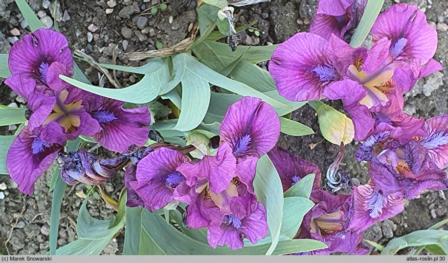 Iris hort. Raspberry Jam