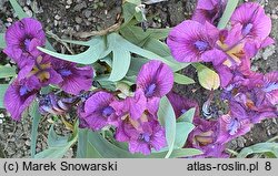 Iris hort. Raspberry Jam