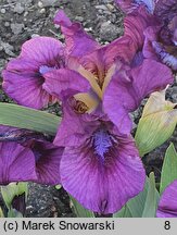 Iris hort. Raspberry Jam