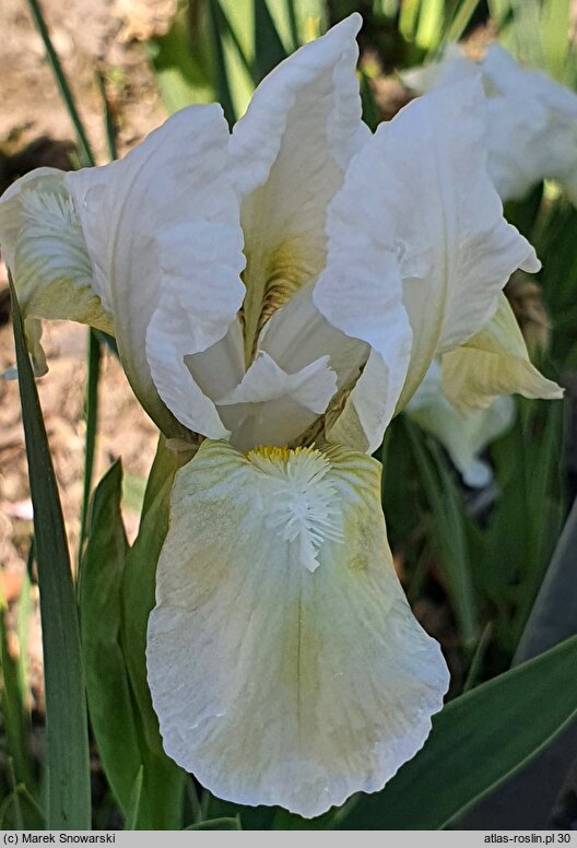 Iris hort. Schneekoppe
