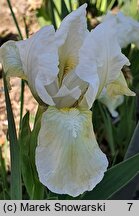 Iris hort. Schneekoppe