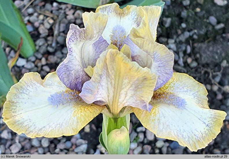 Iris hort. Broken Halo