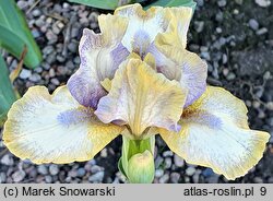 Iris hort. Broken Halo