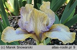 Iris hort. Broken Halo