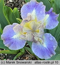 Iris hort. Troubadours Song