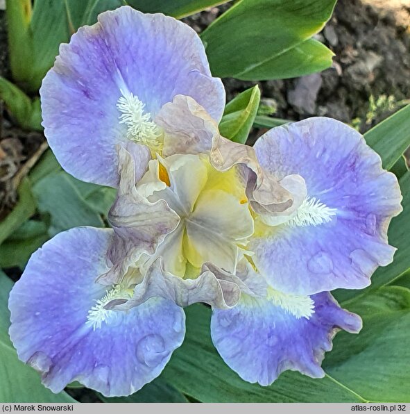 Iris hort. Troubadours Song
