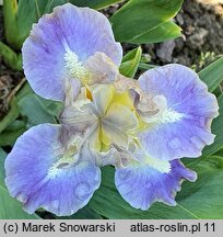 Iris hort. Troubadours Song