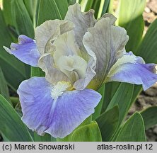 Iris hort. Troubadours Song