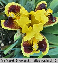 Iris hort. Combo
