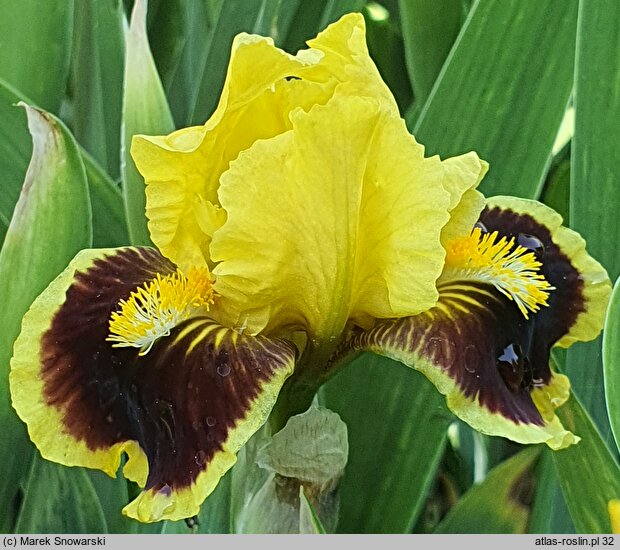 Iris Combo