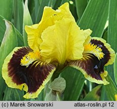 Iris Combo