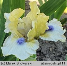 Iris hort. Experiment