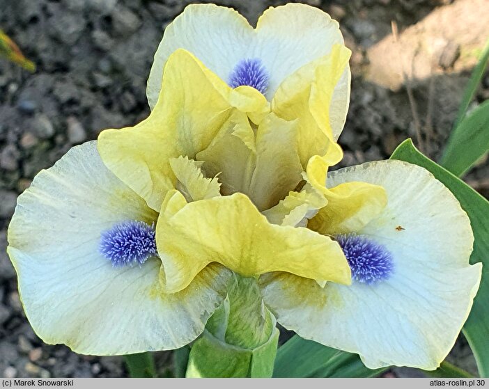 Iris hort. Experiment