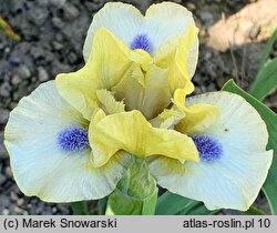 Iris hort. Experiment