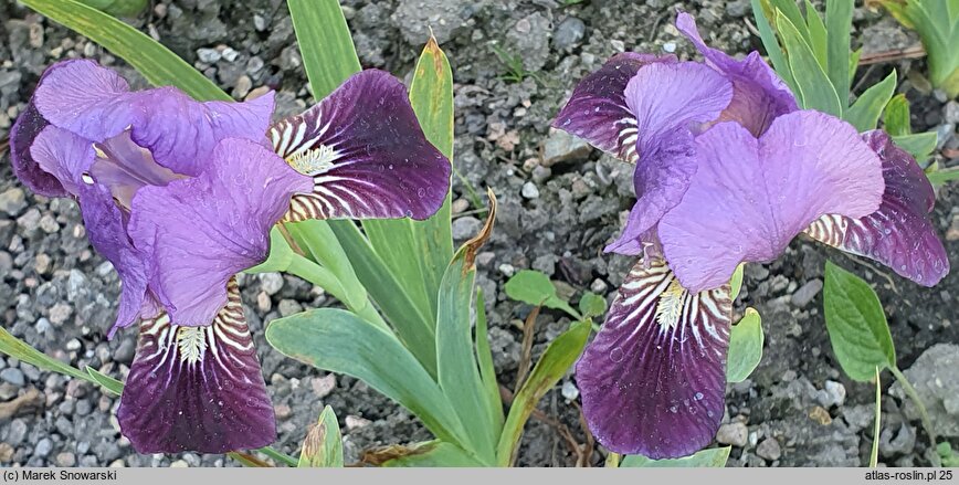 Iris hort. Pansy Top