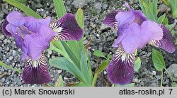 Iris hort. Pansy Top
