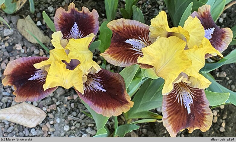 Iris hort. Being Busy