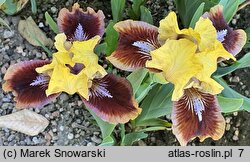 Iris hort. Being Busy