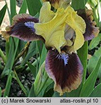 Iris hort. Being Busy
