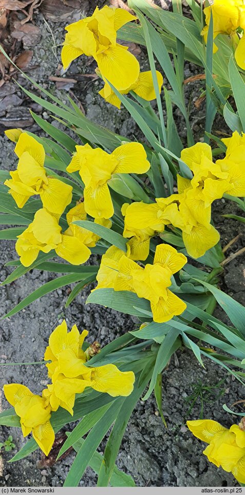 Iris hort. Aurea
