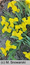 Iris hort. Aurea