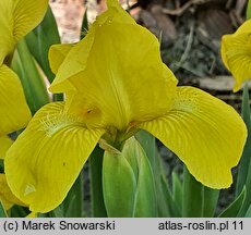 Iris hort. Aurea