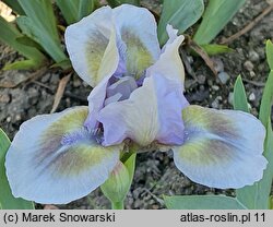 Iris hort. Just a Croc
