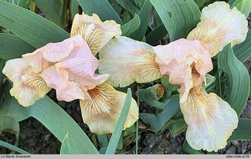 Iris hort. El Nafasa
